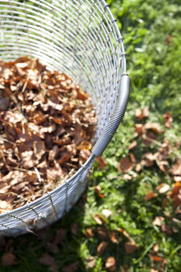 Classic+80+-+Leaves+closeup.jpg