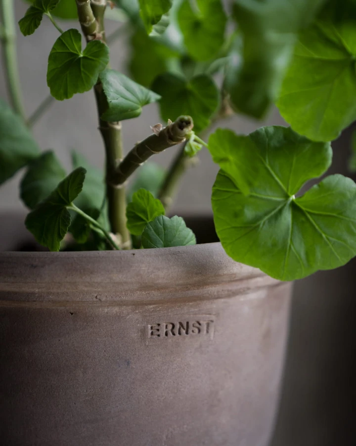 ERNSTss2024.8.jpg