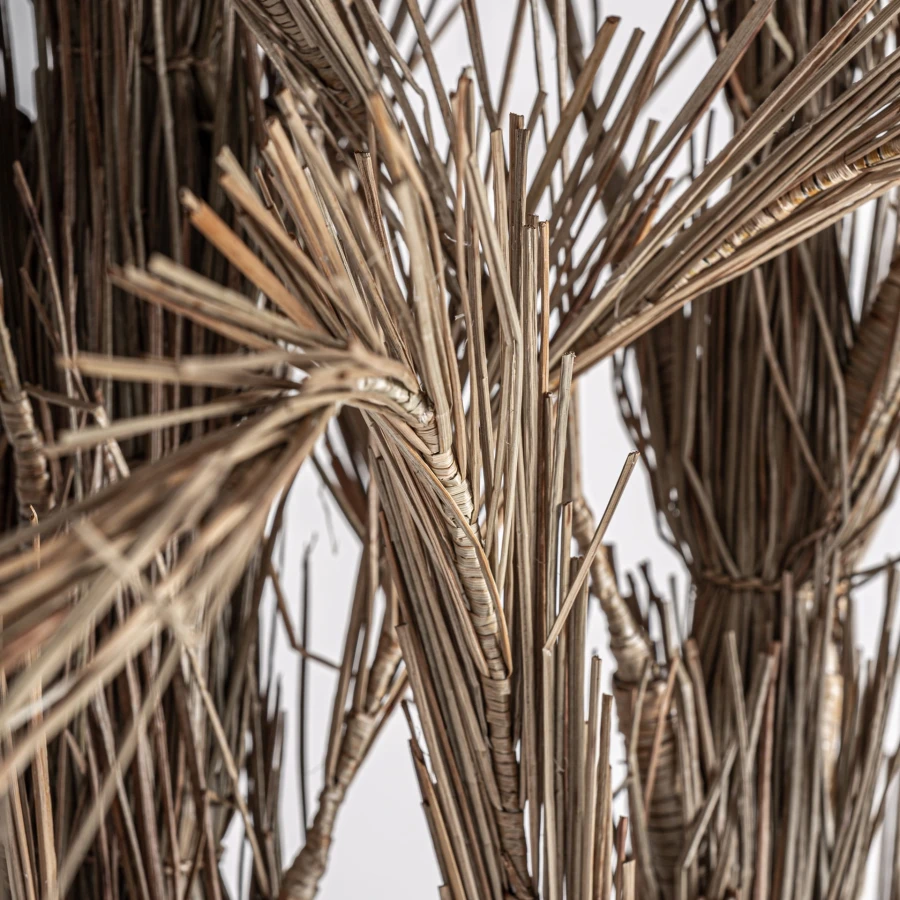 planta-areca-vical-36814-43449394.jpg