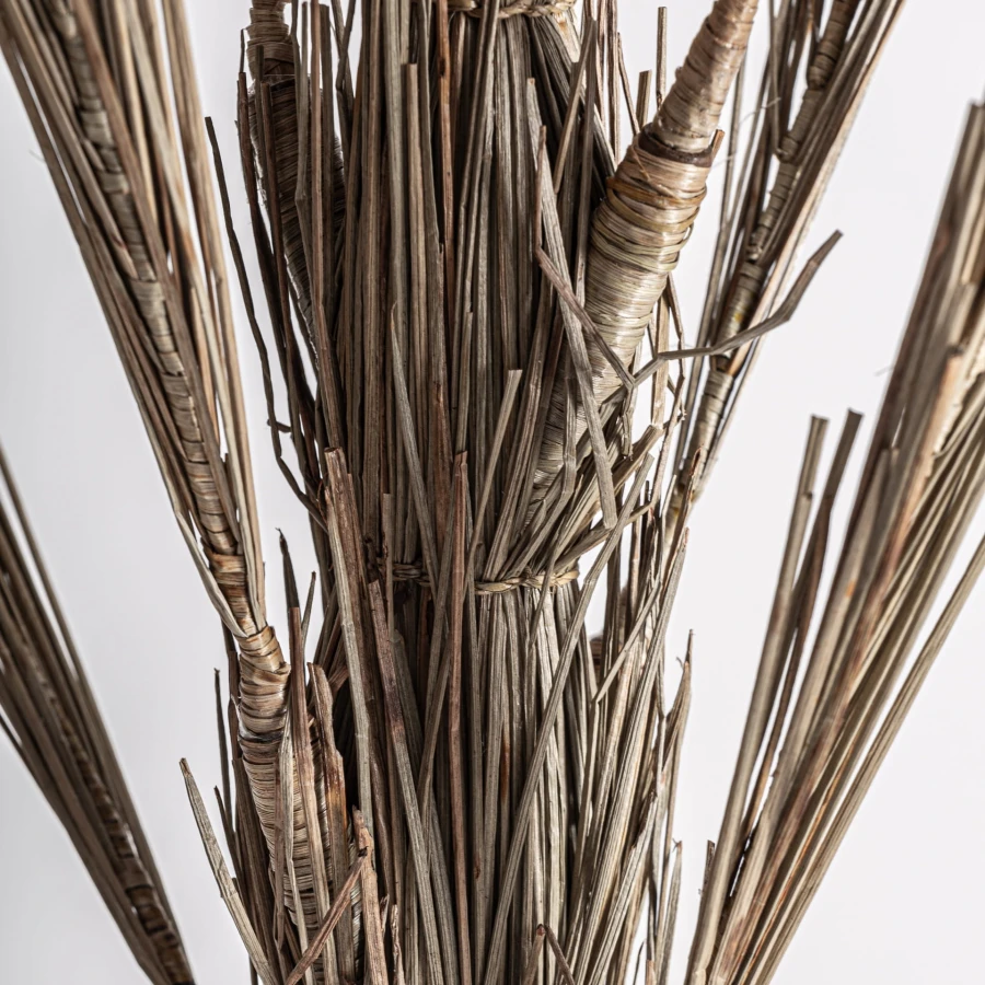planta-areca-vical-36814-43449395.jpg
