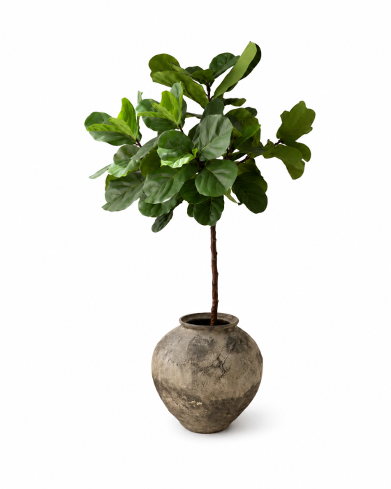 drzewo fimoge moremadam 1.png