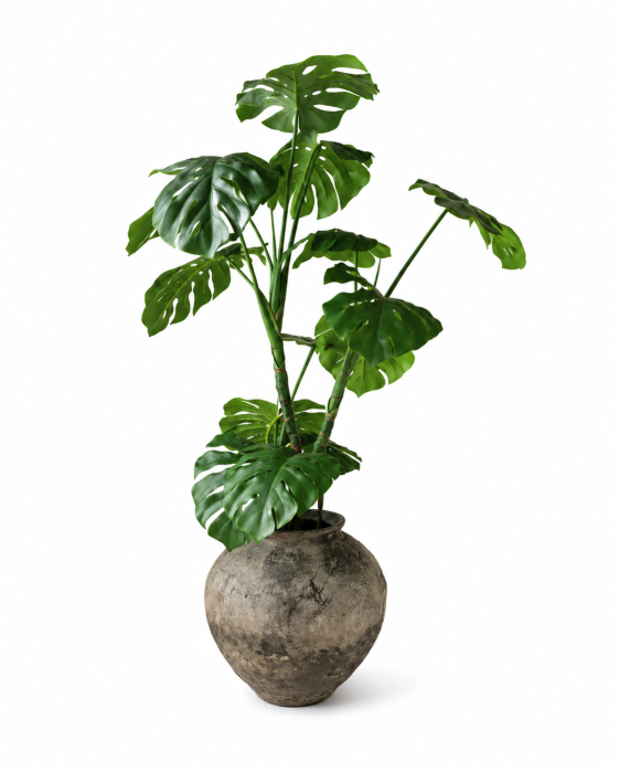 monstera moremadam.png