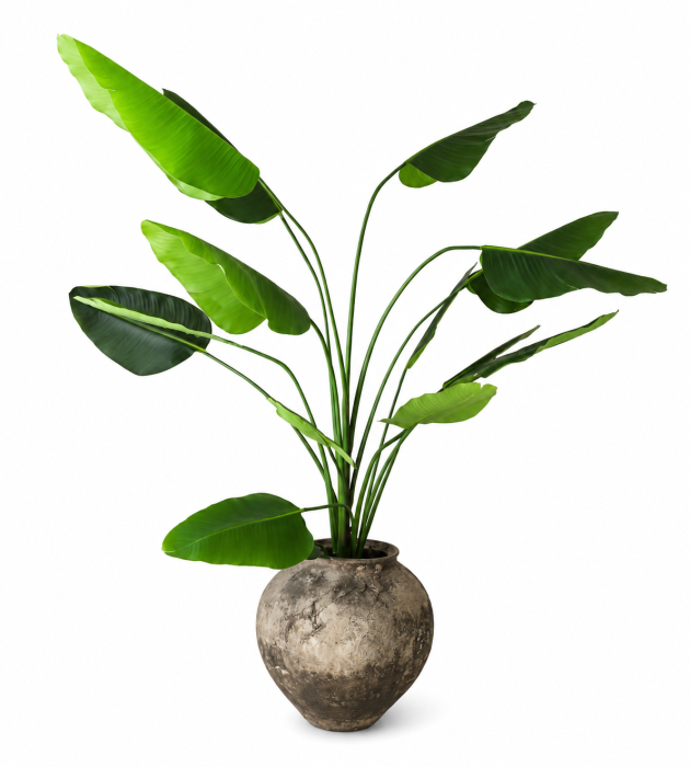 drzewo palma moremadam.png