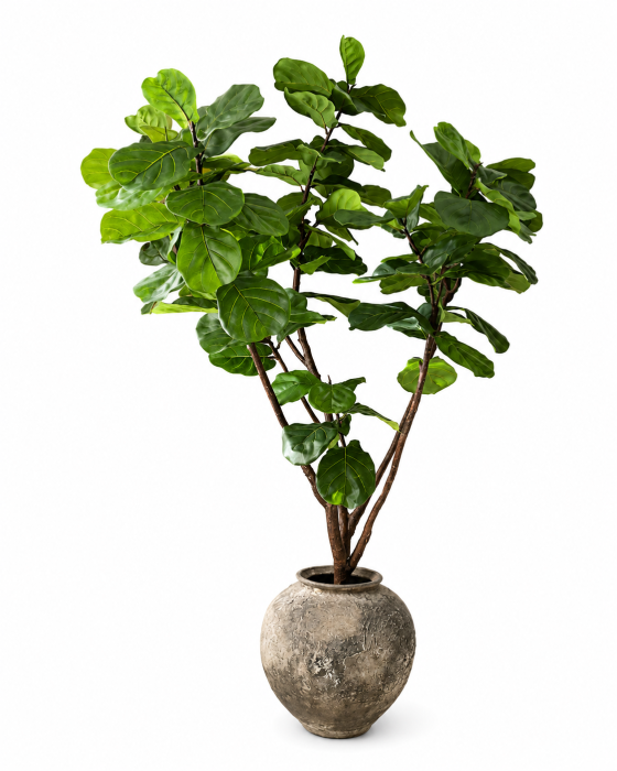 drzewo figowe moremadam.png