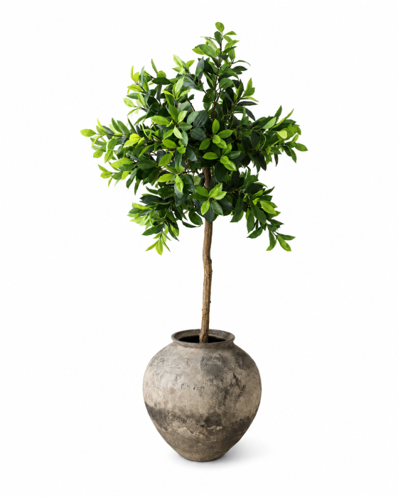 money tree moremadam.png