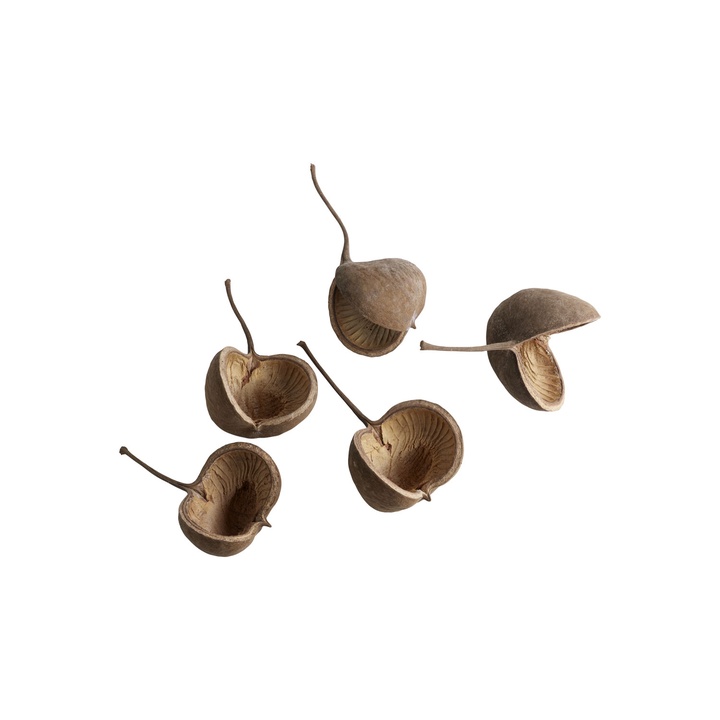nutcup-5z.jpg__720x720_q95_crop_subsampling-2_upscale.jpg